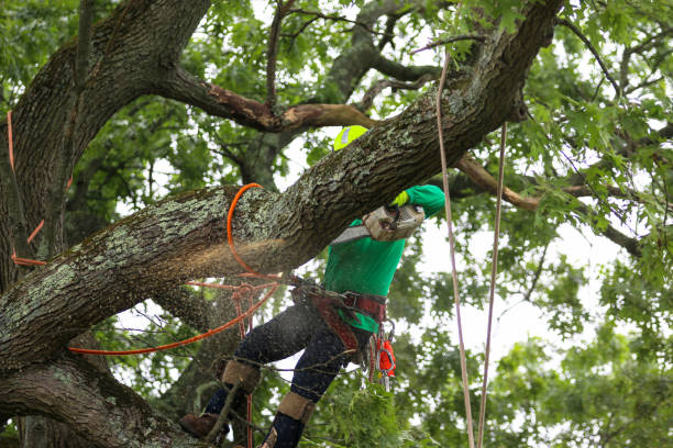 Best Tree Disease Treatment  in Hettinger, ND