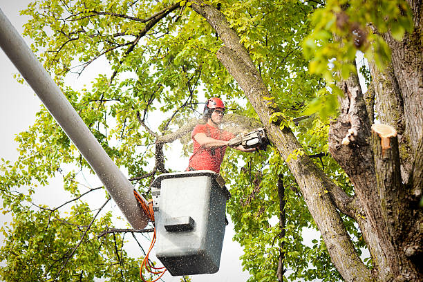 Best Arborist Consultation Services  in Hettinger, ND